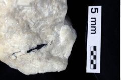 Foto (Detailansicht) von Galatheites britmelanarum (Robins & Klompmaker, 2019) (NHMW-GEO-1990-0041-0288b)